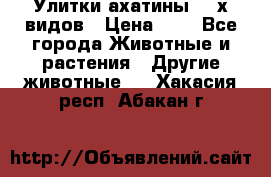 Улитки ахатины  2-х видов › Цена ­ 0 - Все города Животные и растения » Другие животные   . Хакасия респ.,Абакан г.